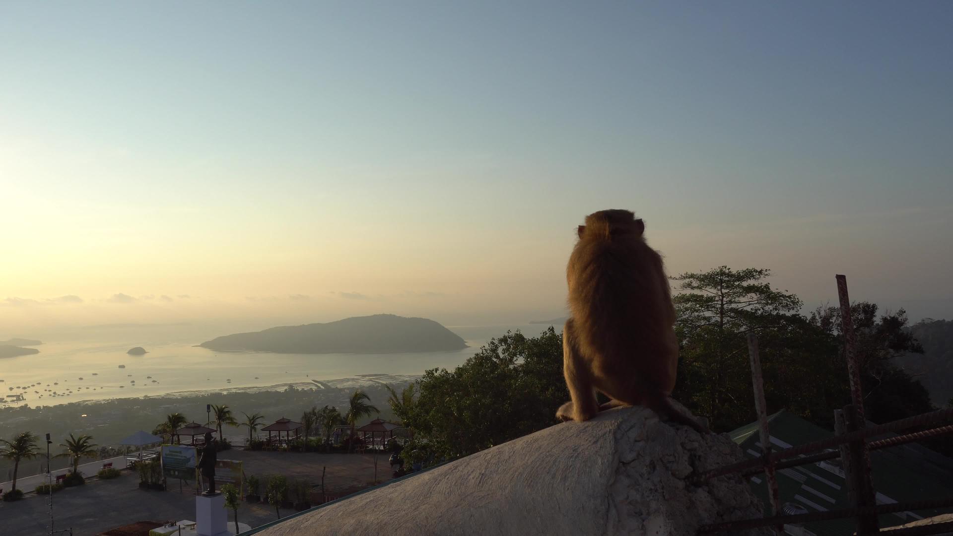 一只猴子看着美丽的日出视频的预览图