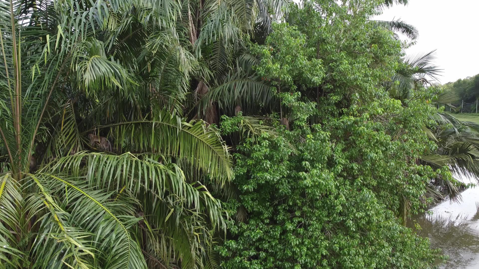 猴子在棕榈树上行走视频的预览图