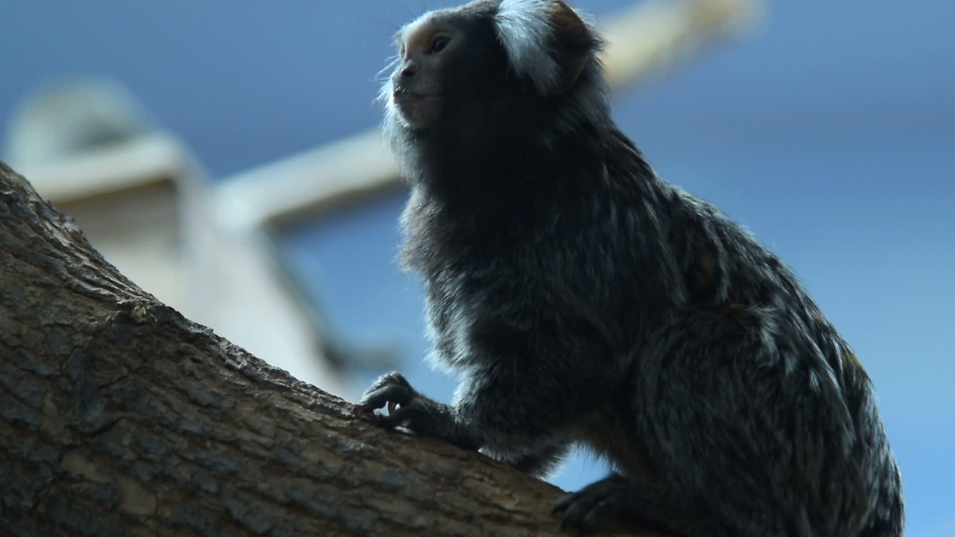 常见于动物园marmoset视频的预览图