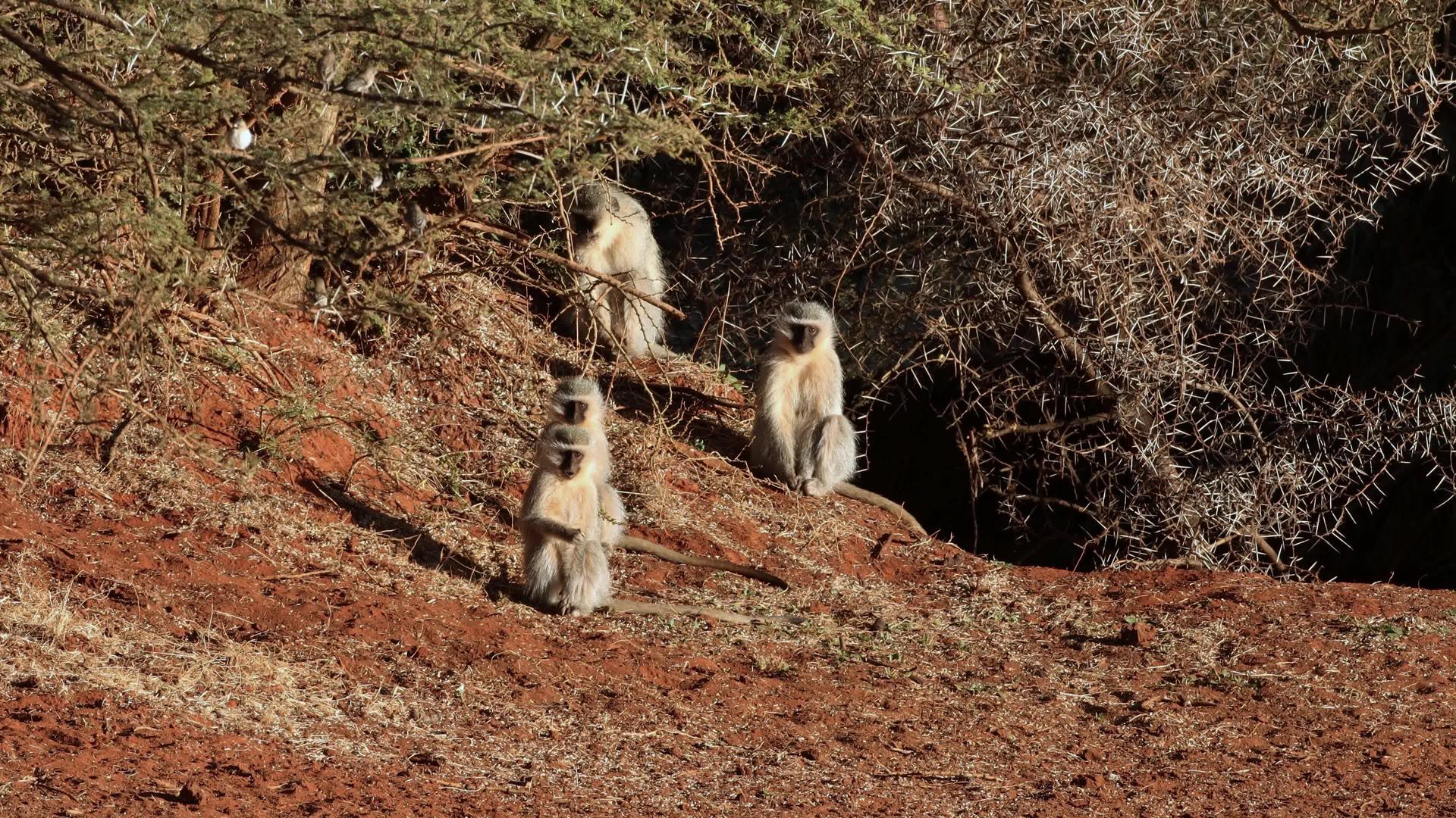 动脉猴子在阳光下烤视频的预览图
