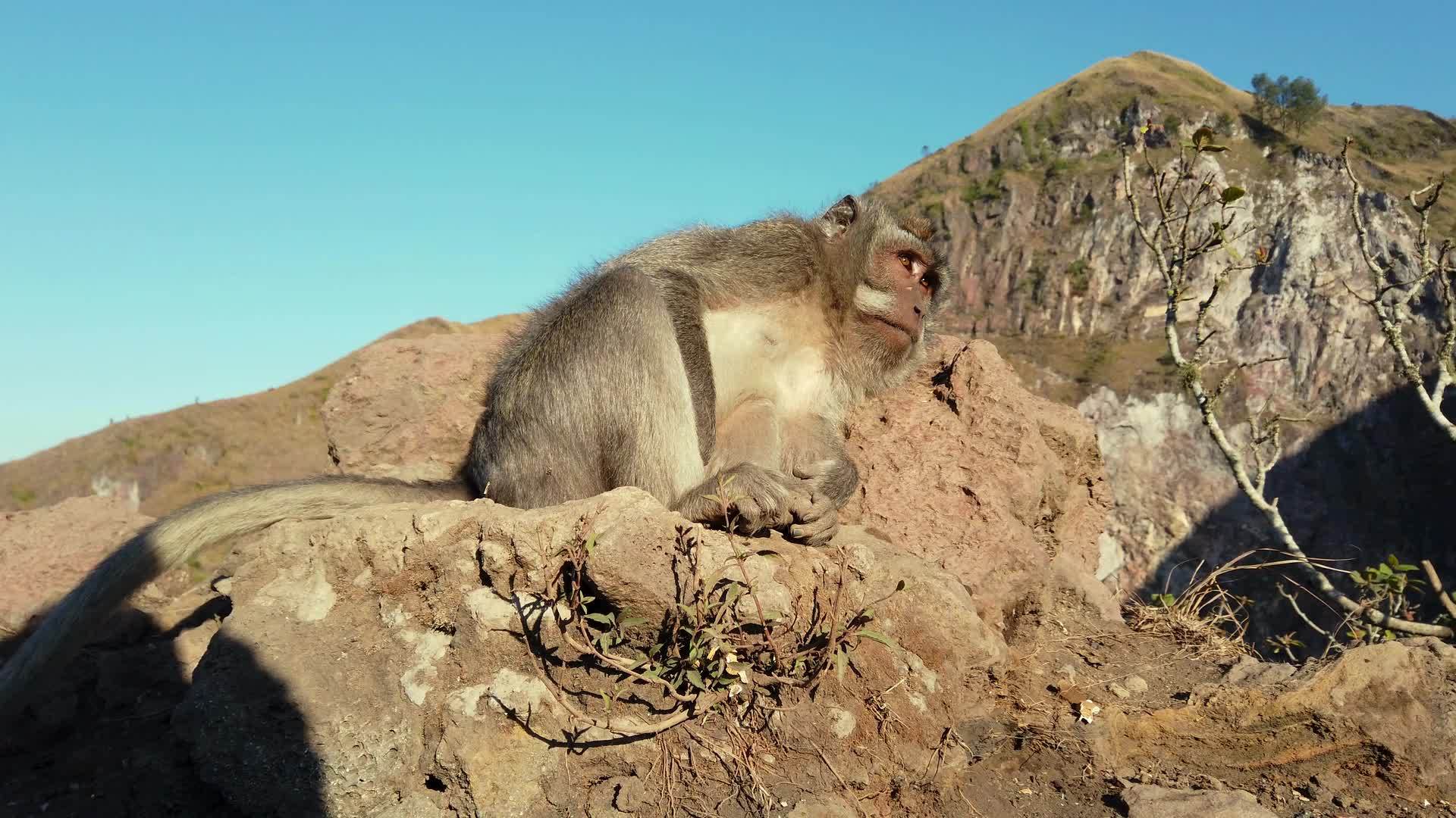 巴里因多尼一只长尾猴子视频的预览图