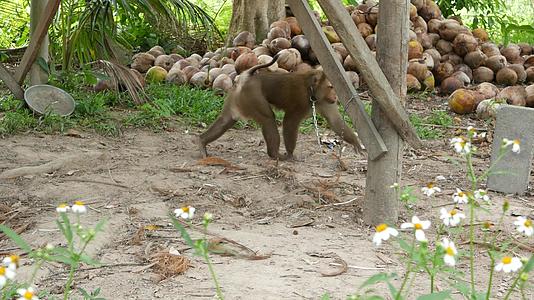 可爱的猴子工人从椰子收集中休息使用链上圈养的动物视频的预览图