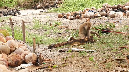可爱的猴子工人从椰子收集中休息使用链上圈养的动物视频的预览图