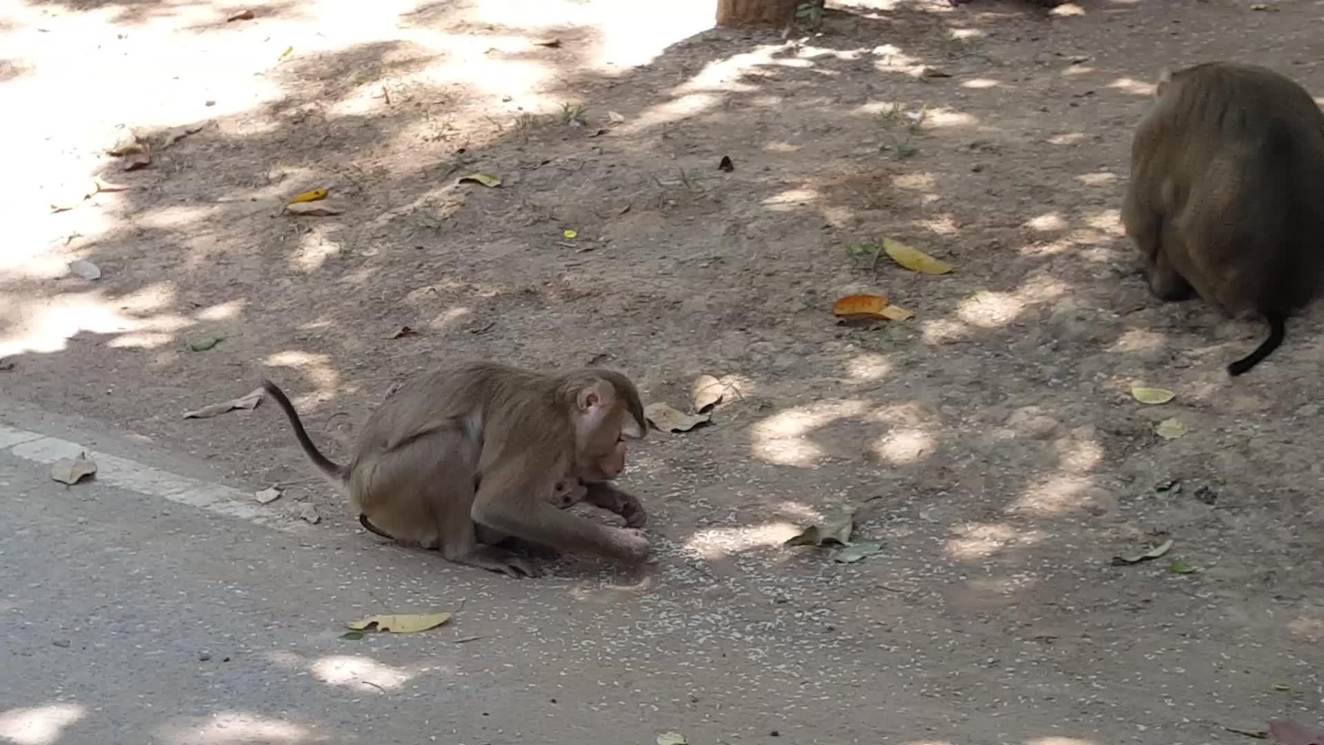 养小猴子的猴子吃水稻视频的预览图