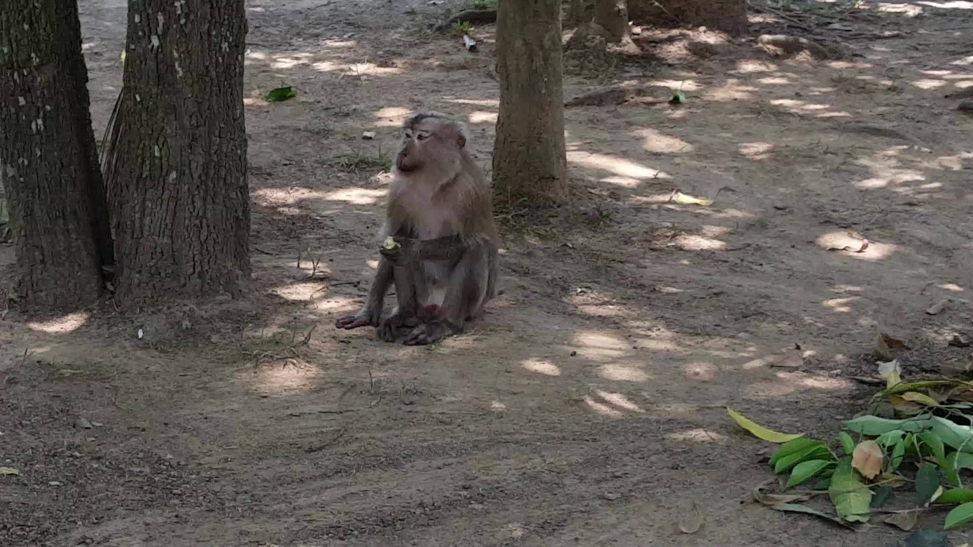 猴子吃水果视频的预览图