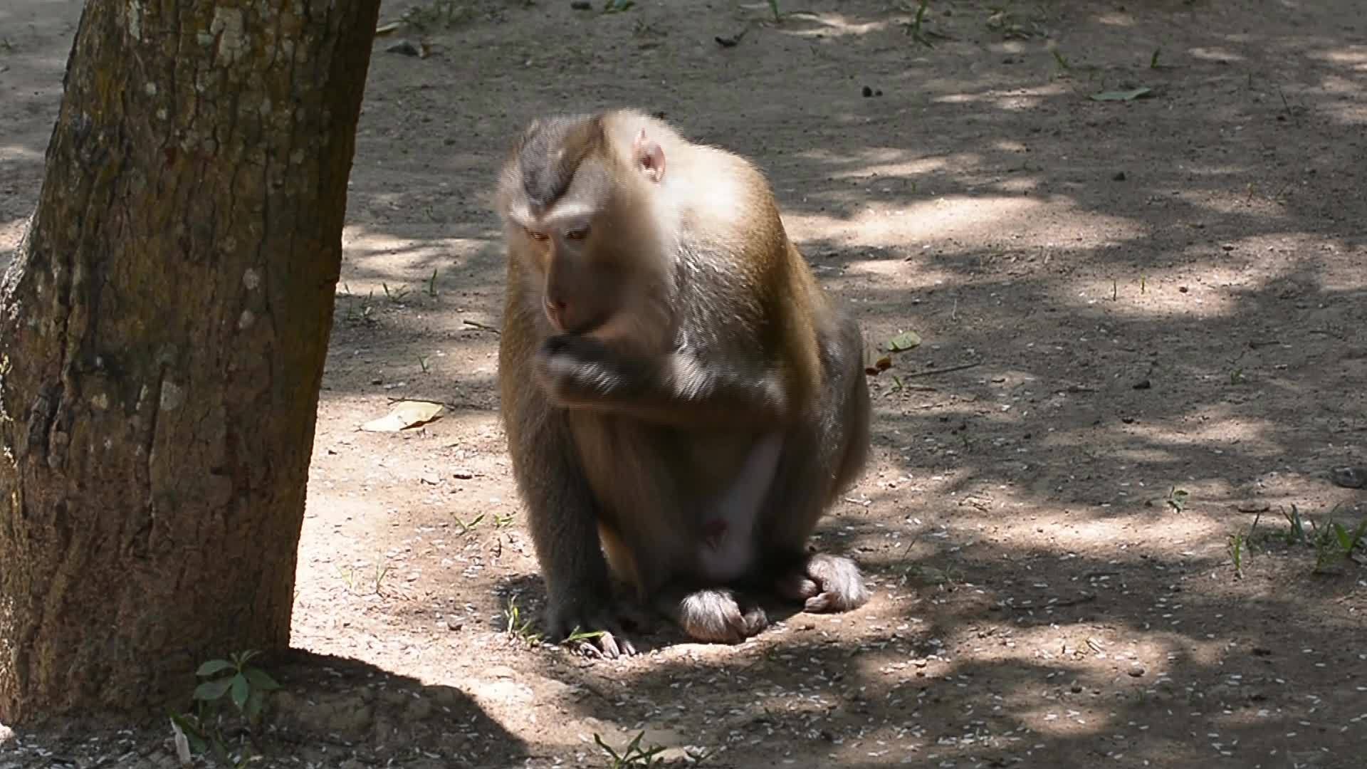 猴子吃稻种视频的预览图