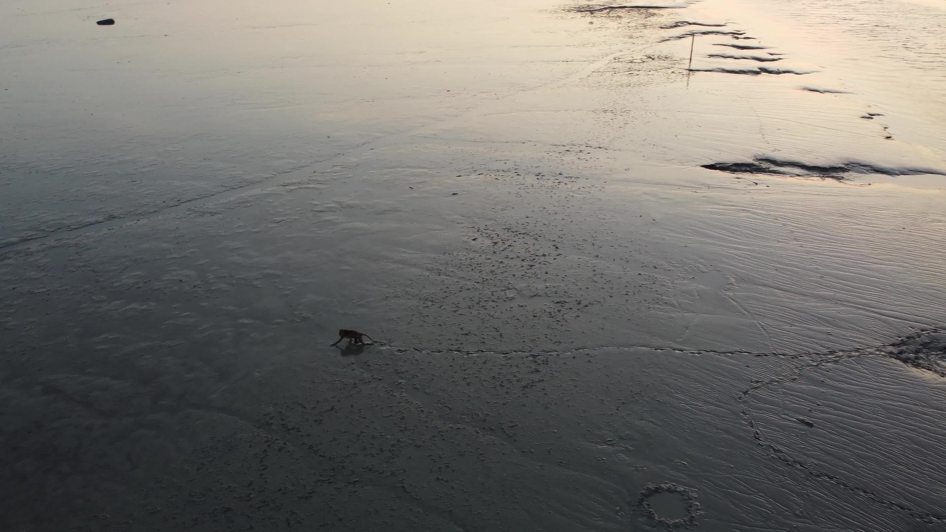 黑猴子从海里走在沼泽里视频的预览图