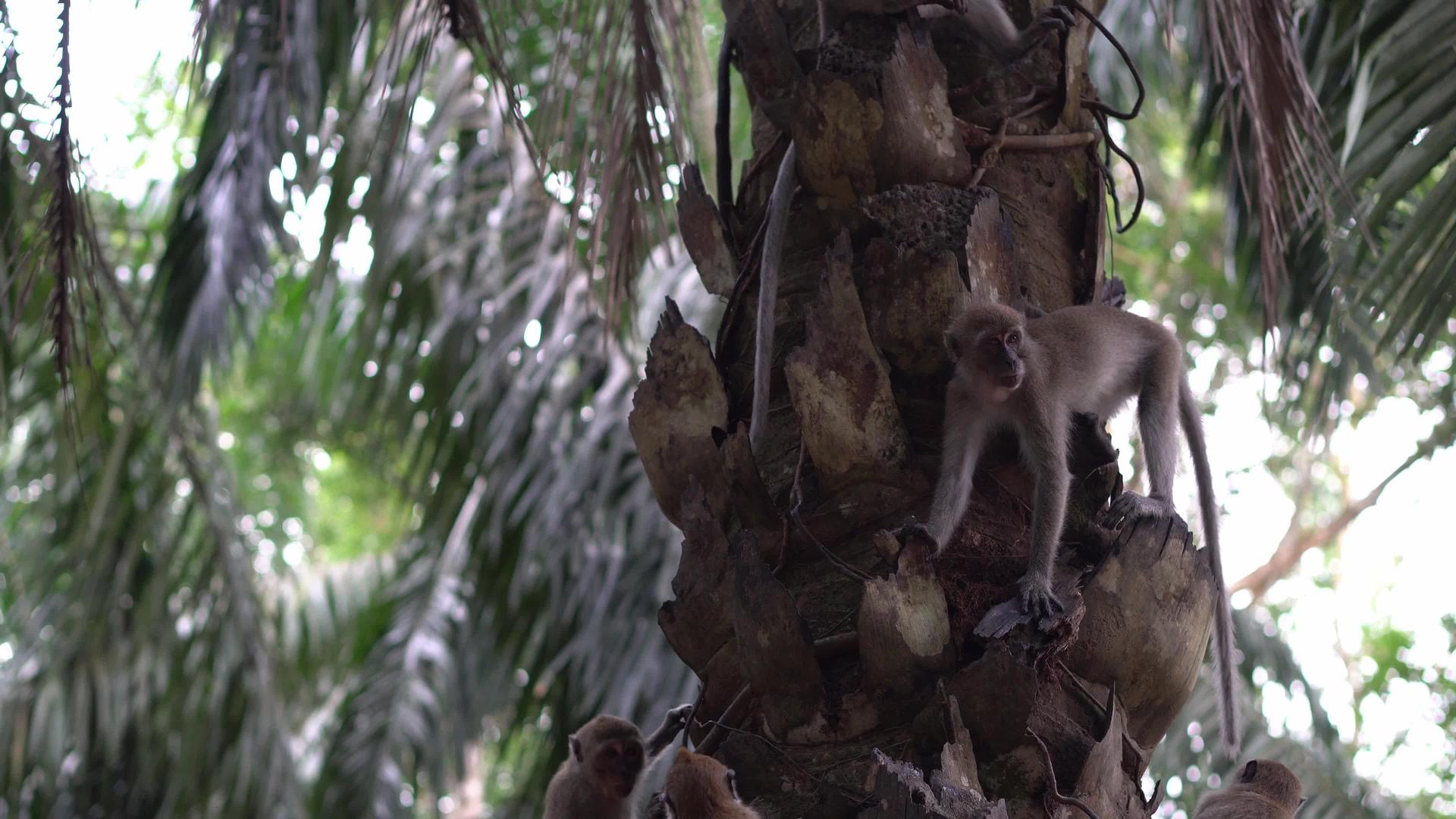 猴子爬上油棕榈树视频的预览图