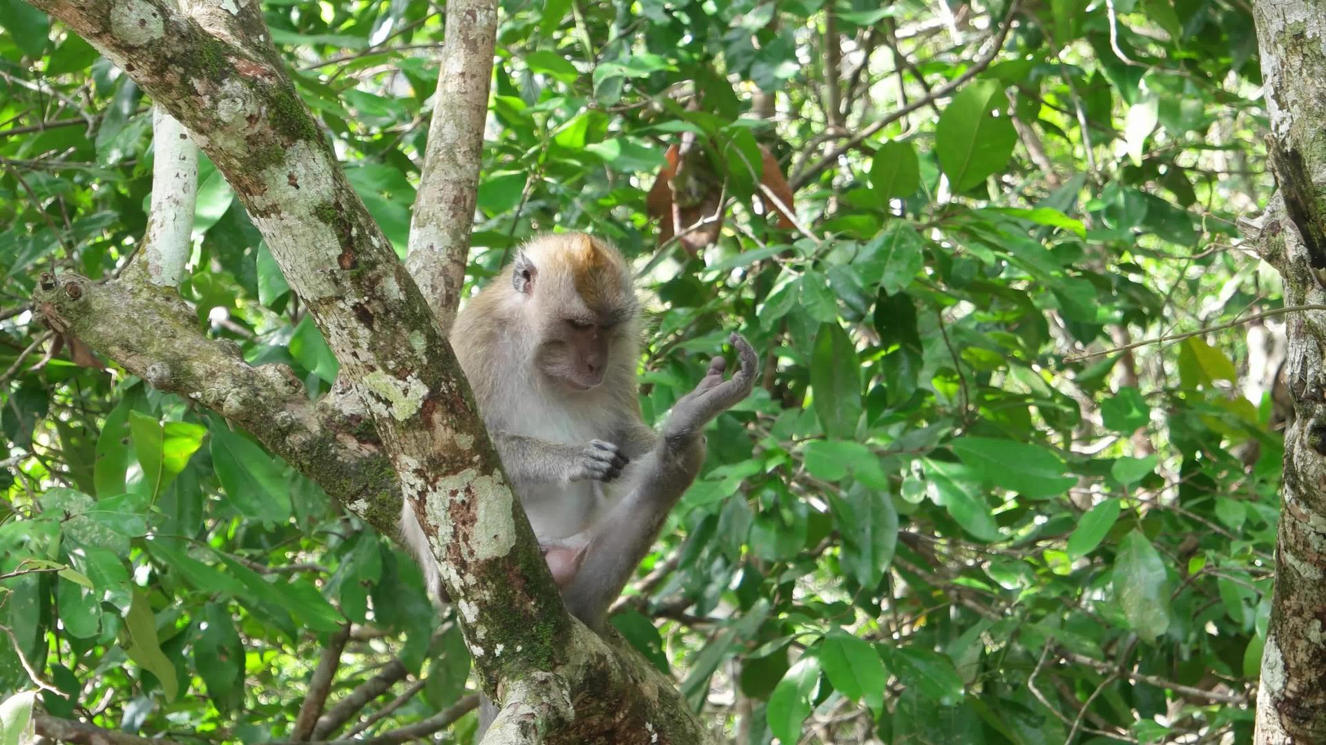 猴子在树上采跳蚤视频的预览图