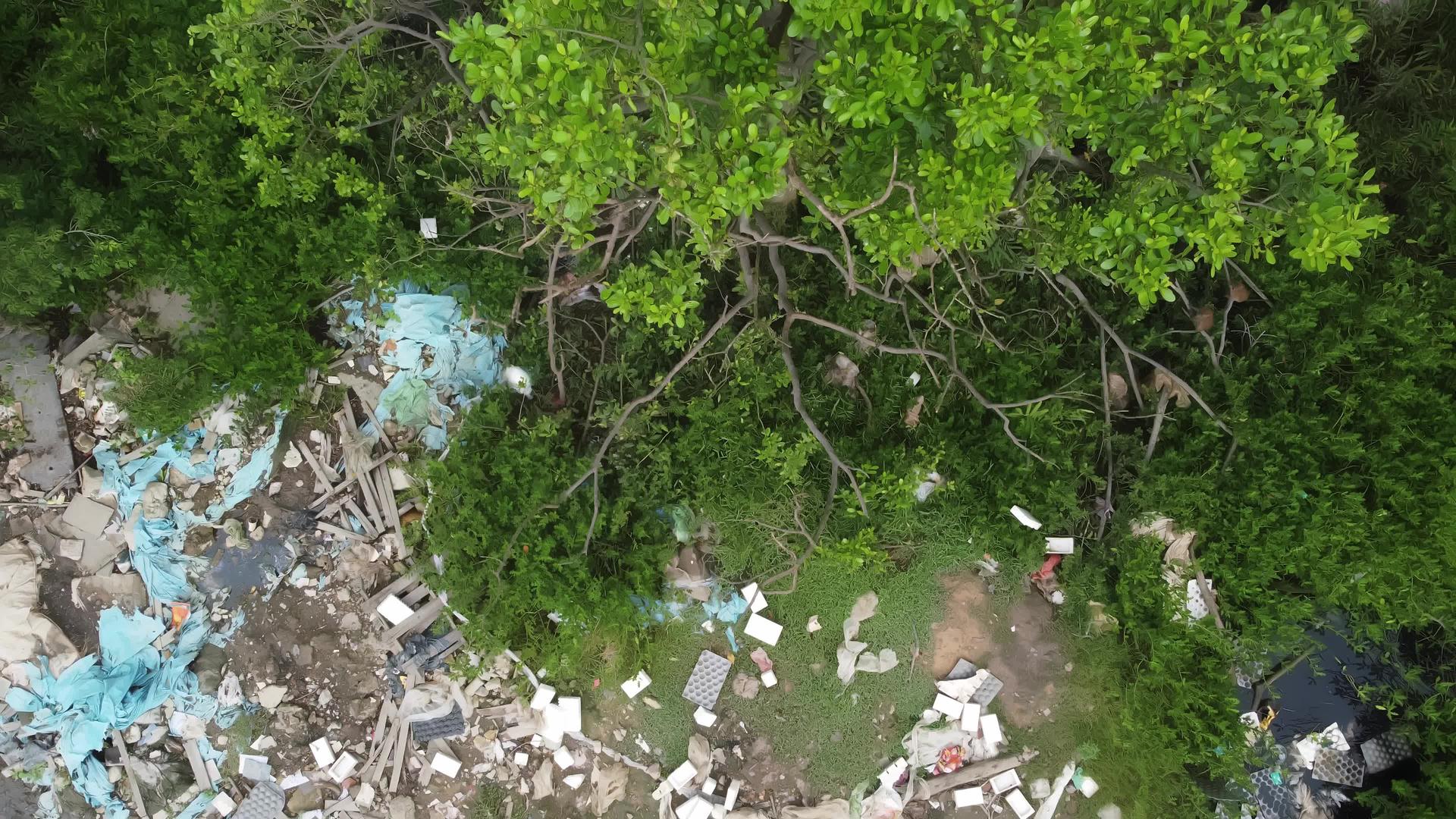 猴子在垃圾场附近的树上视频的预览图