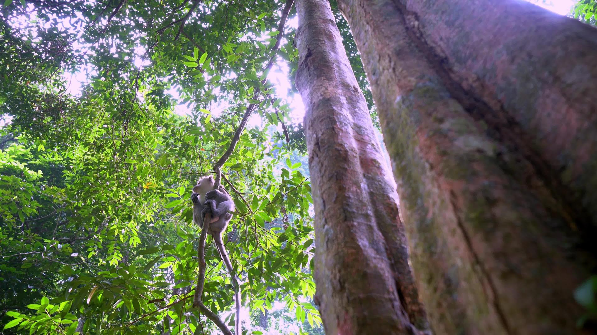 在雨林中寻找猴子爬树枝视频的预览图