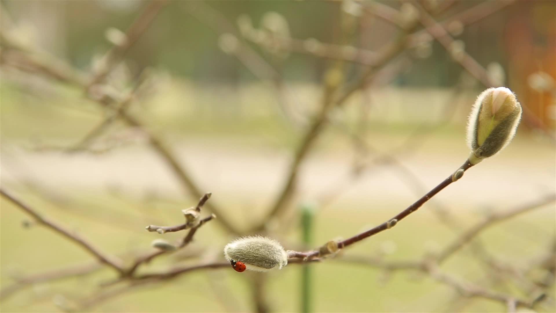 20x1080年初春爬在毛白色的大木兰芽上视频的预览图