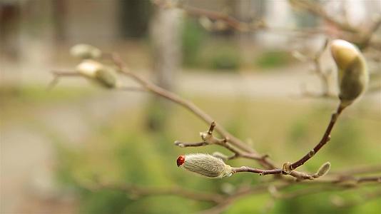 清春初红母虫爬上白色大木兰芽视频的预览图