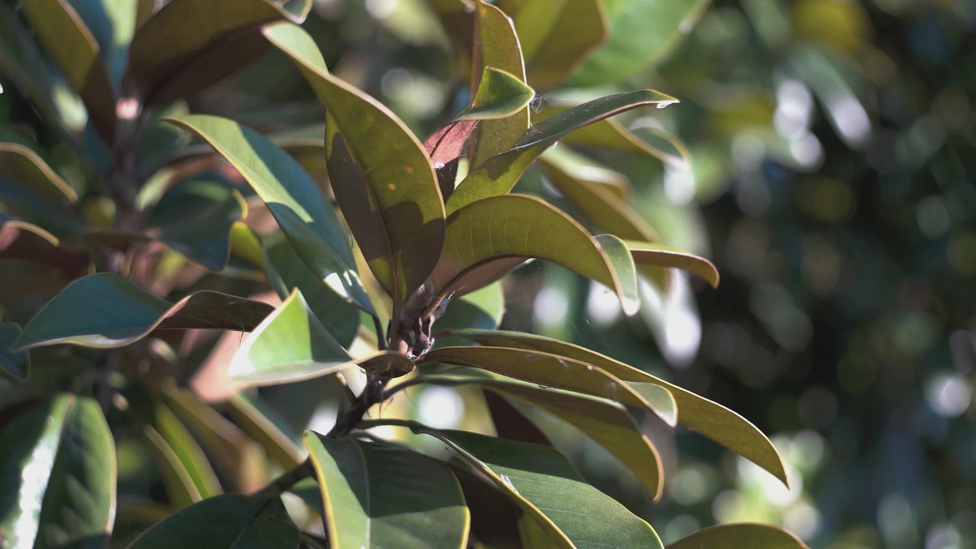 木兰花树的细节视频的预览图
