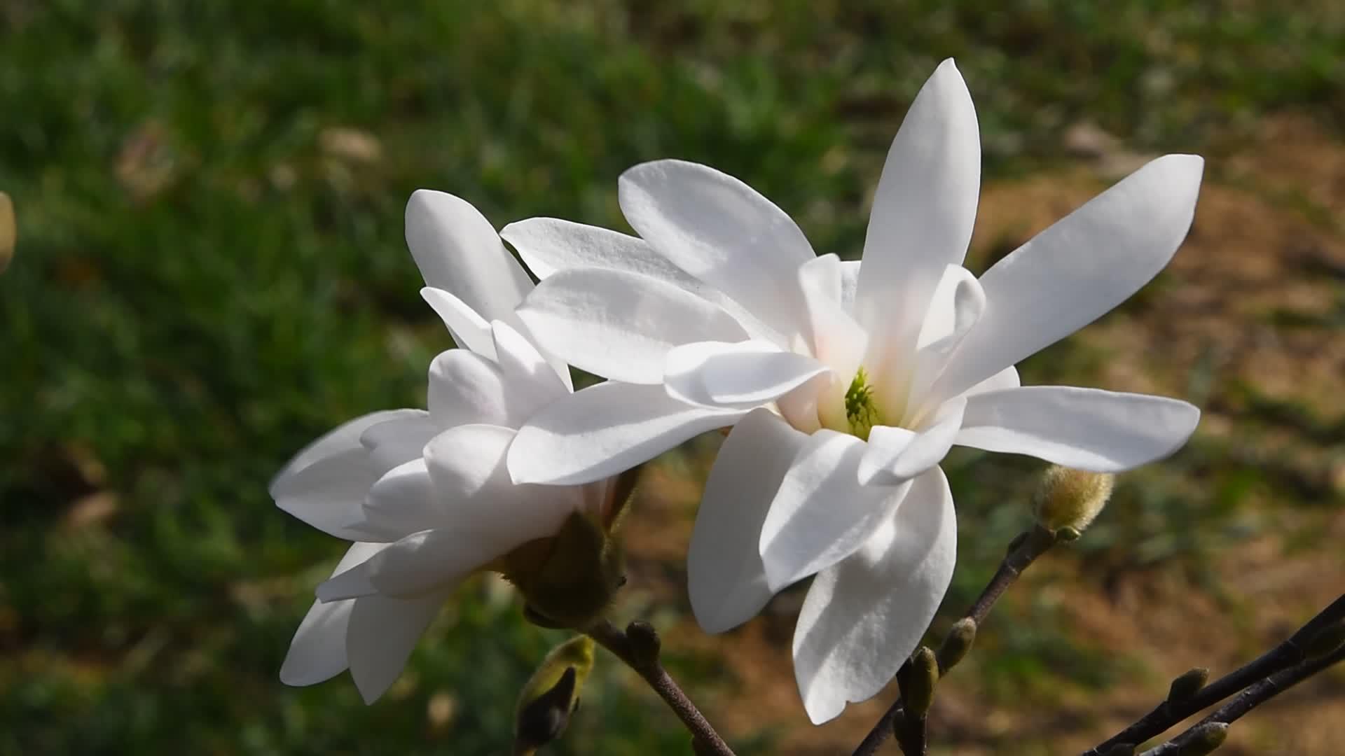 白色木兰花顶视图视频的预览图