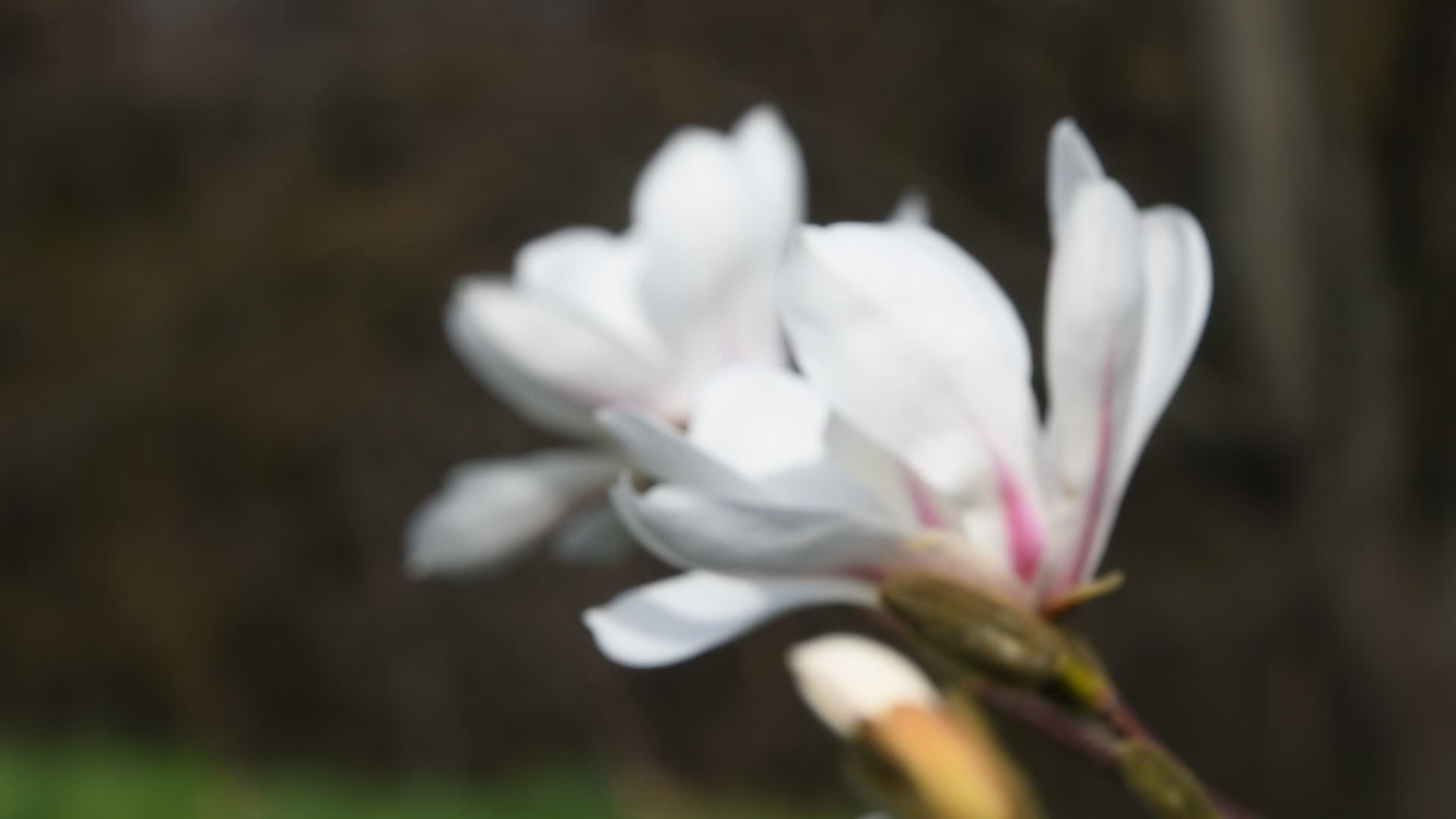 白色木兰花边视图视频的预览图