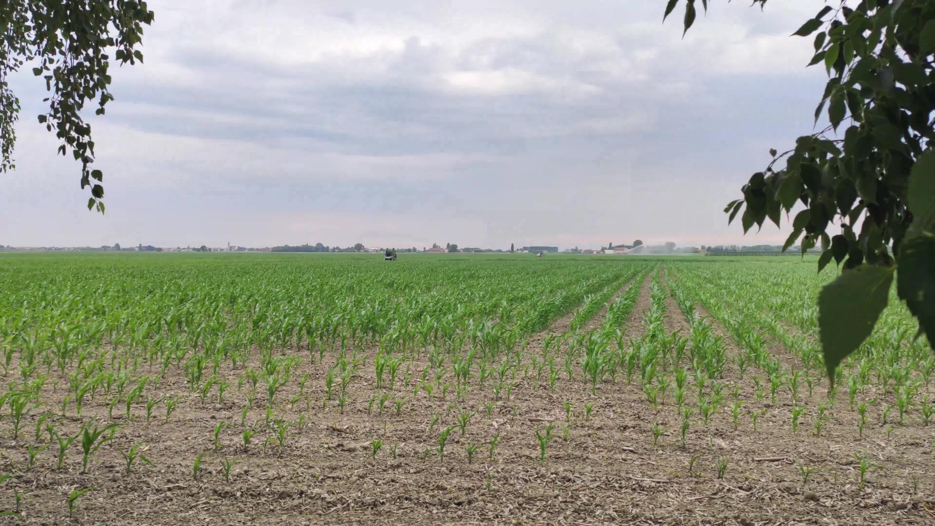 种植玉米田6视频的预览图