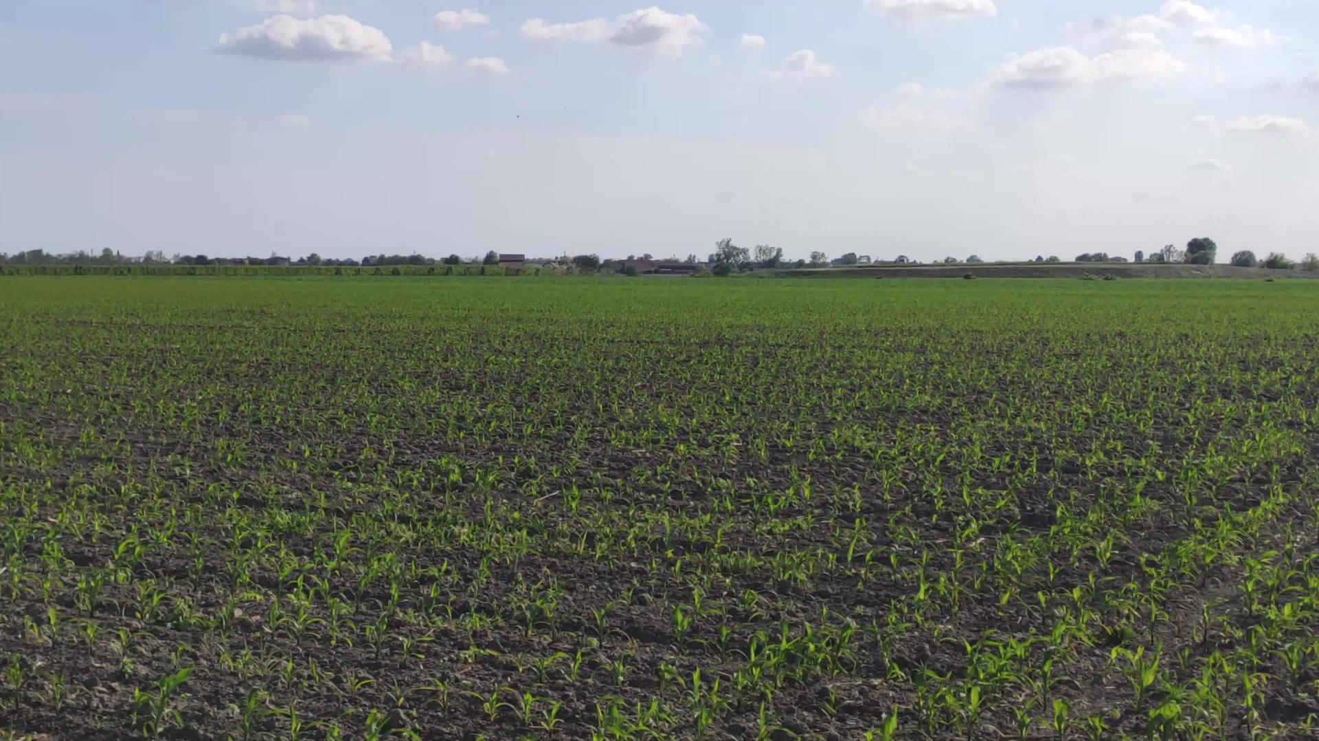 种植玉米作物2视频的预览图