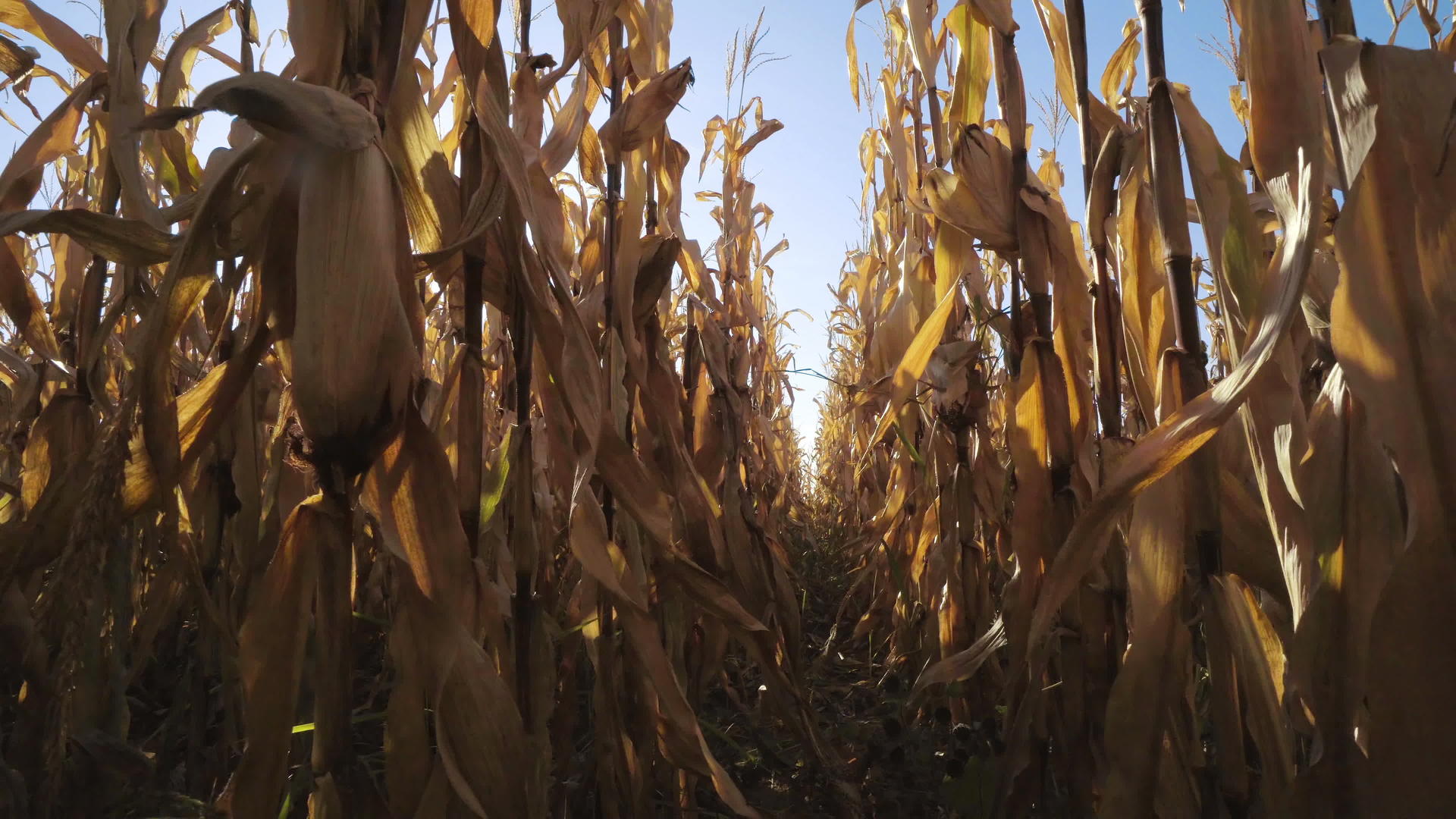 阳光明媚的秋天收割玉米田视频的预览图