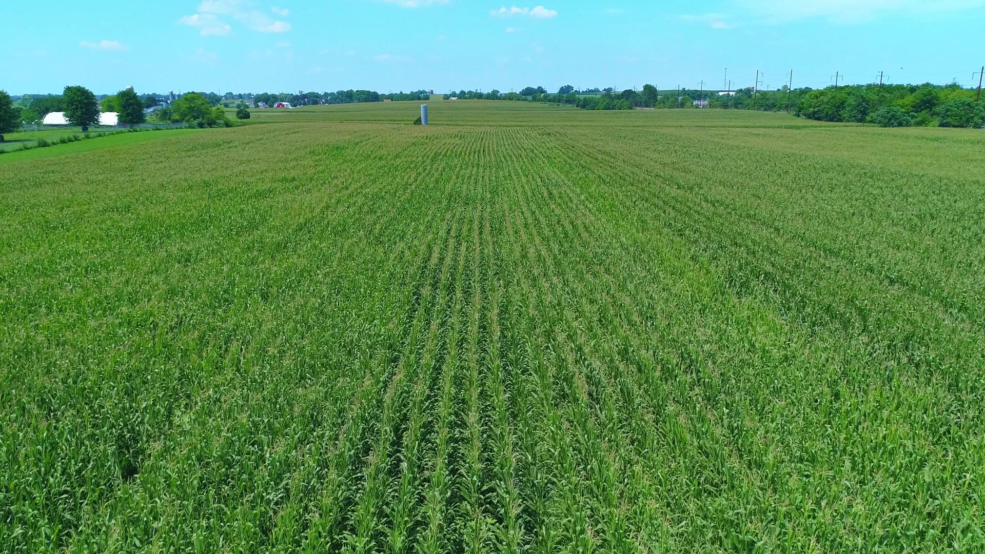 绿色玉米田在空中的直线视频的预览图