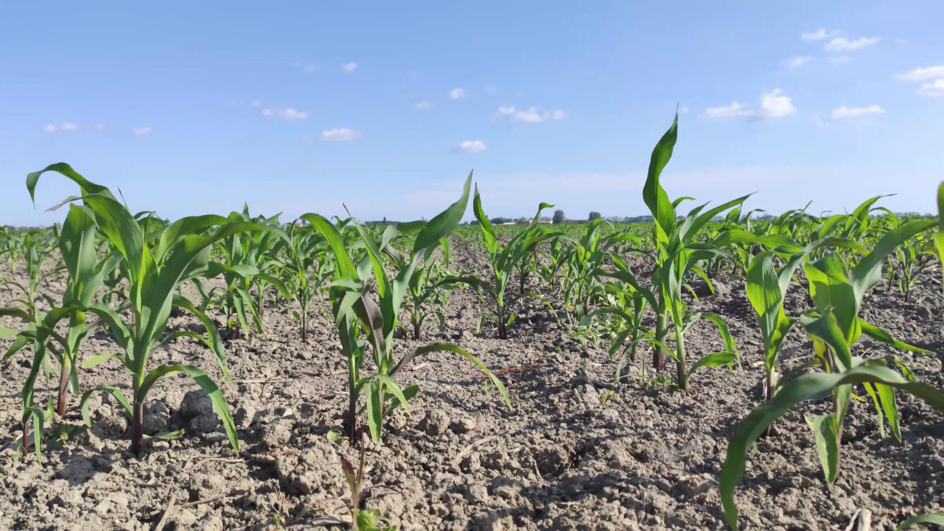 种植玉米作物视频的预览图