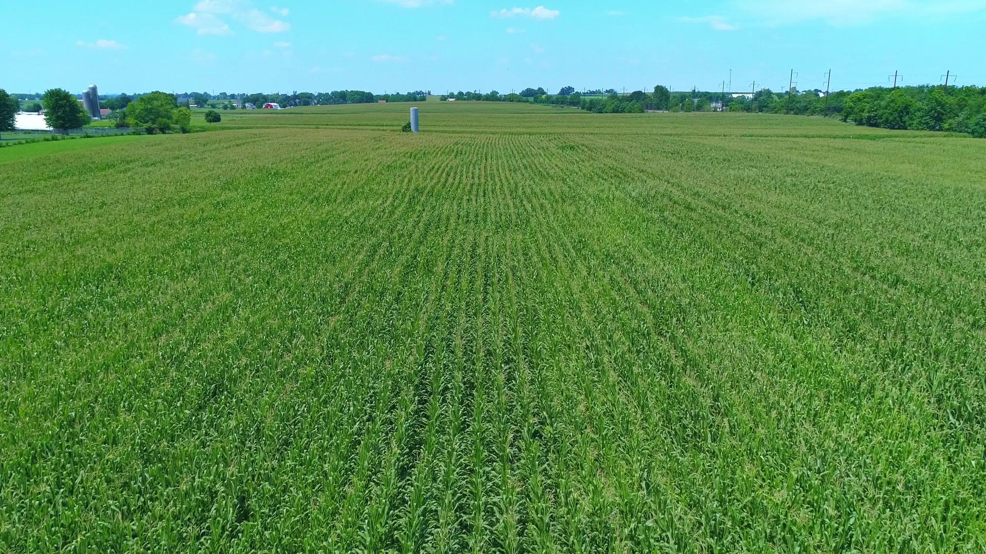 在阳光下近距离观察绿色玉米田的空气视频的预览图
