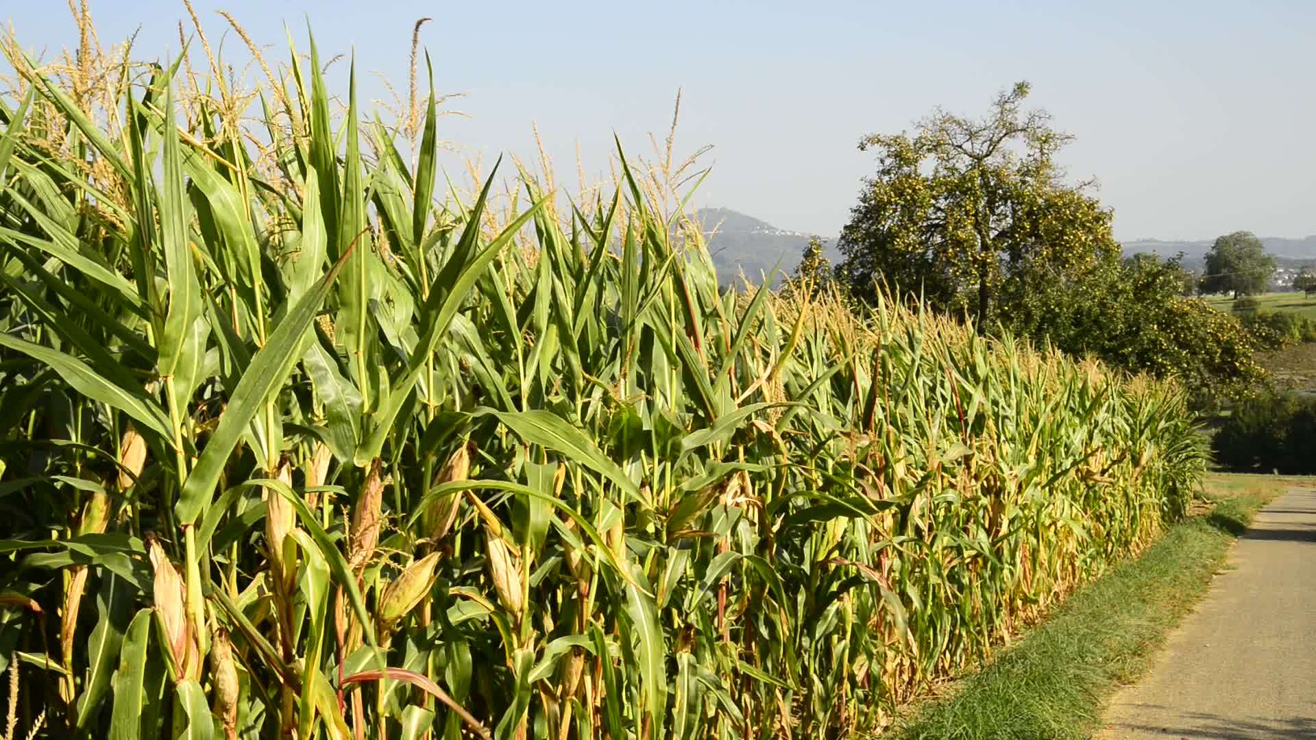 德国成熟的玉米田视频的预览图
