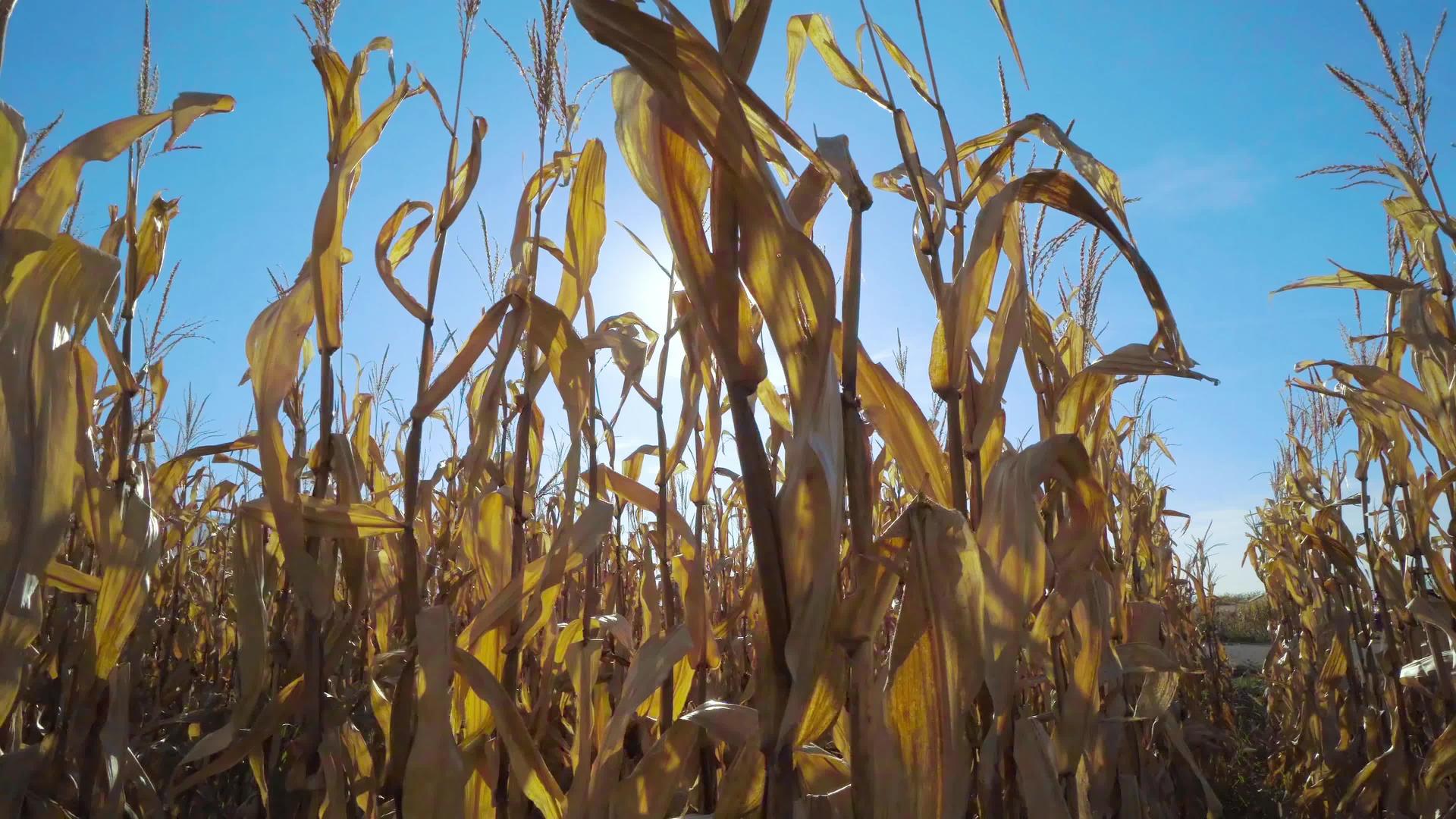 阳光照在玉米田上电影风景视频的预览图