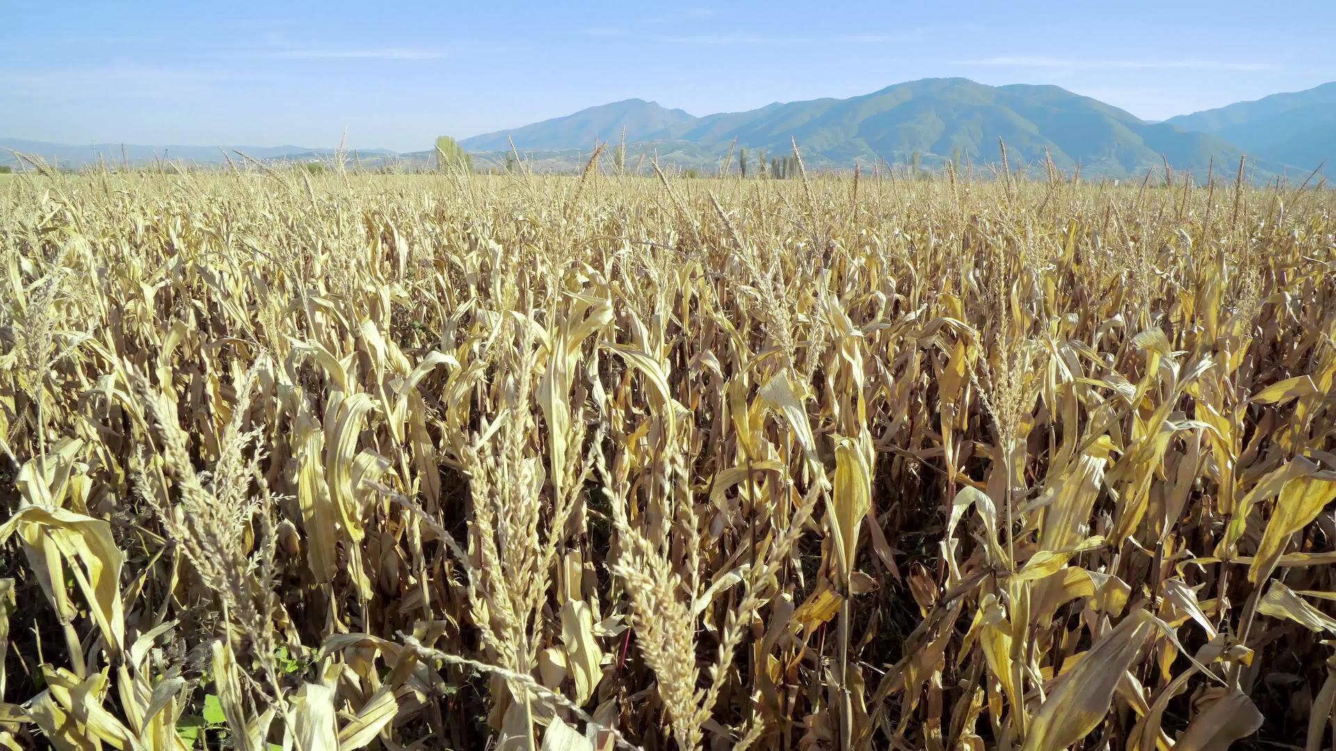 蓝天玉米全景存档视频的预览图