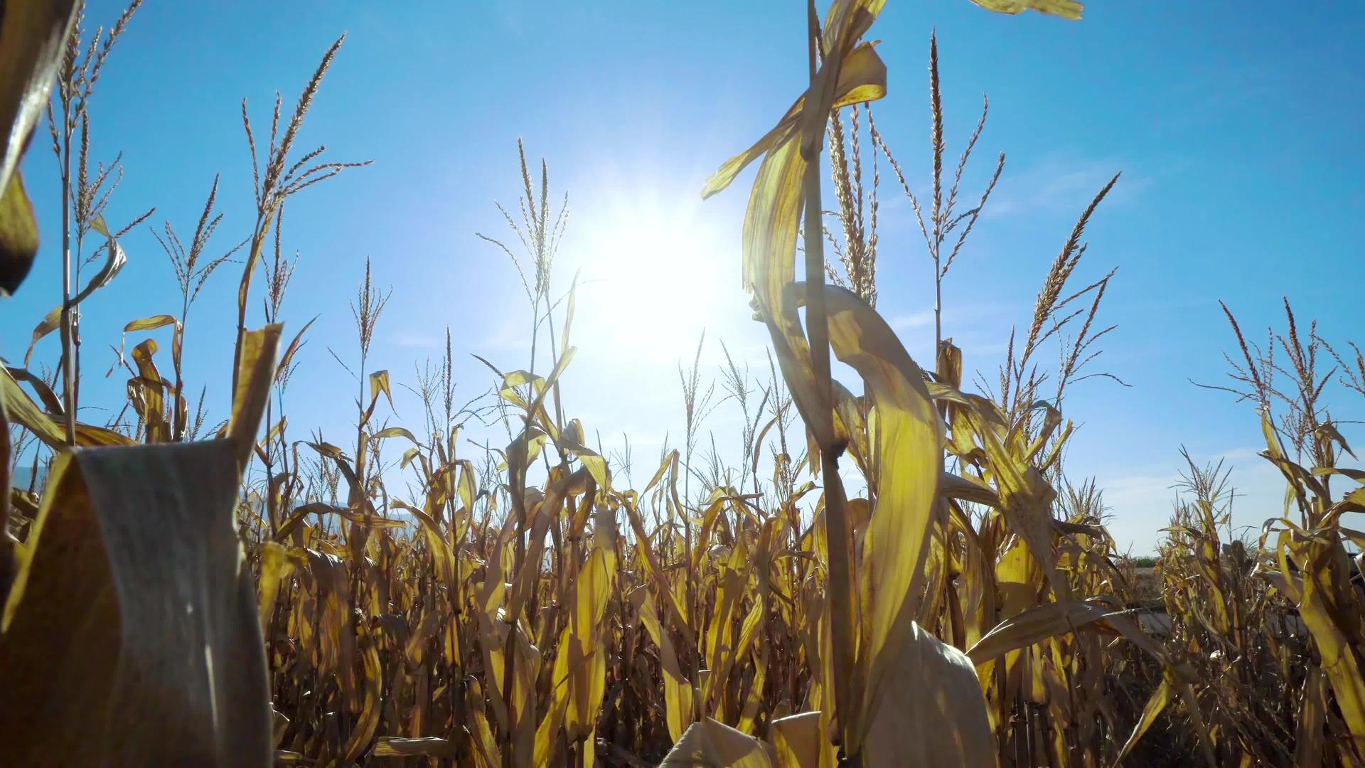 美丽的早晨在玉米田日出视频的预览图