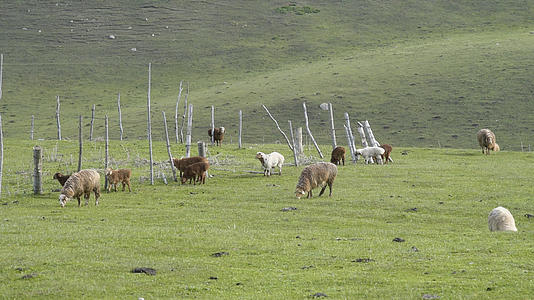 新疆天山牧场牲畜视频的预览图
