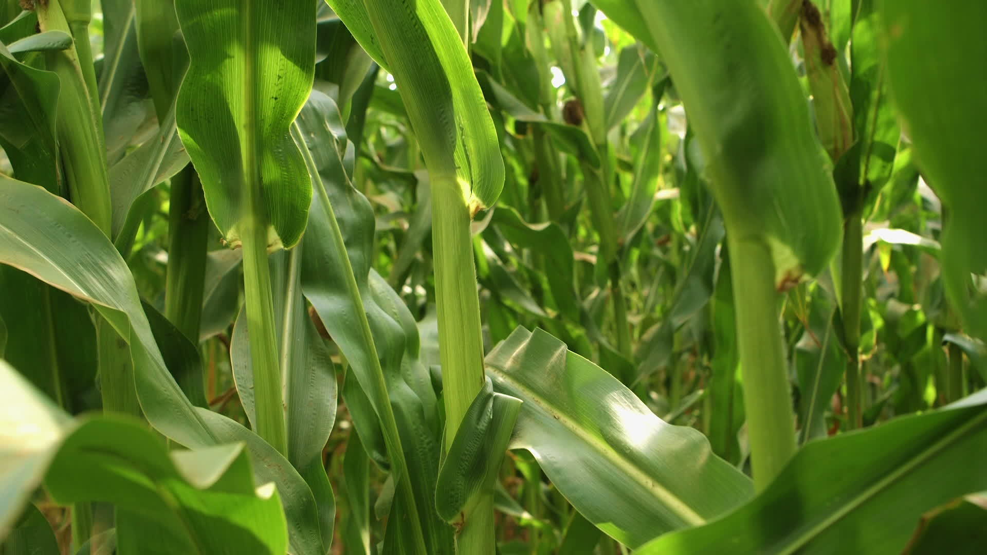 玉米田里的玉米植物随风飘动视频的预览图