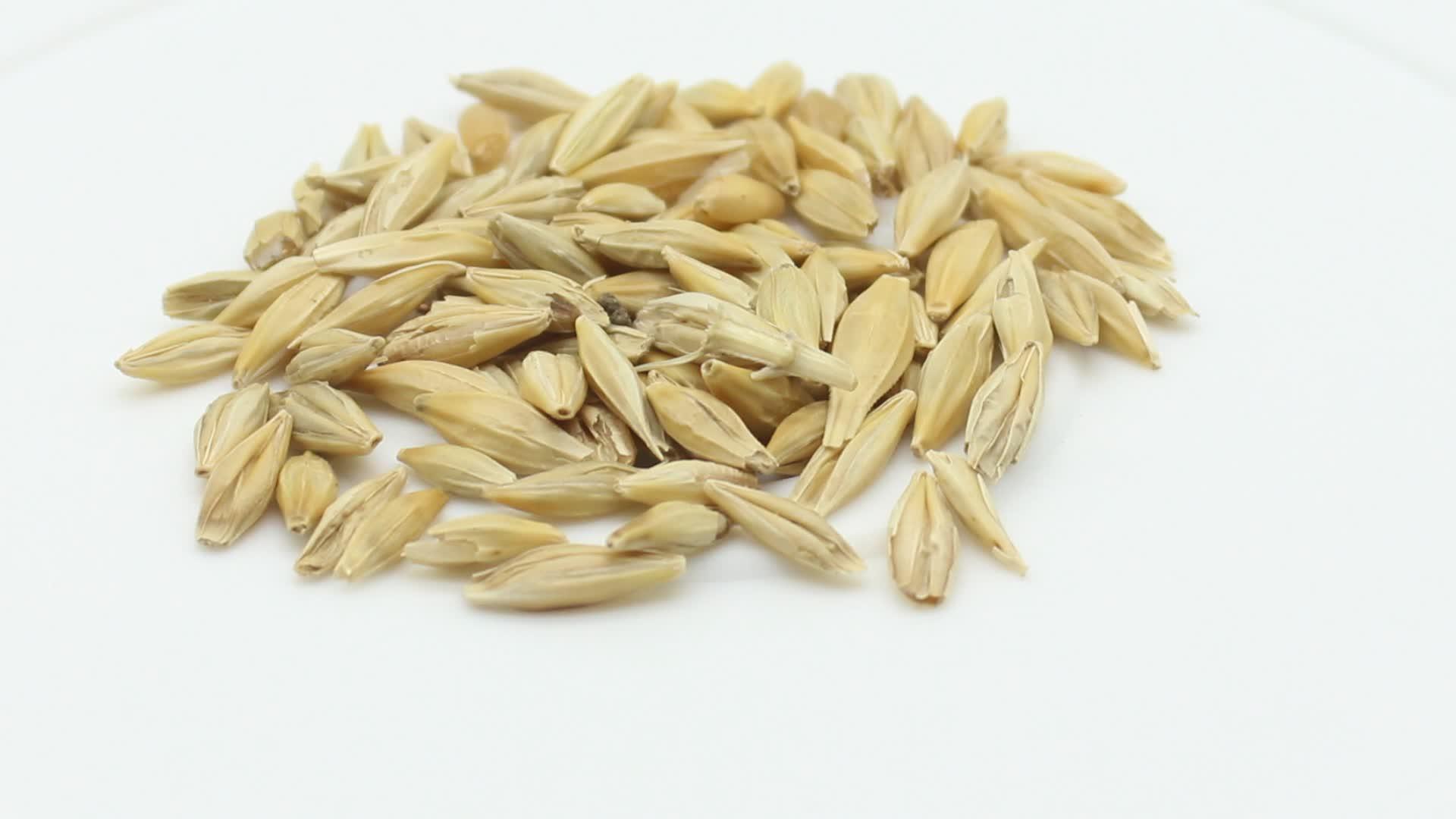 大麦玉米白色背景视频的预览图