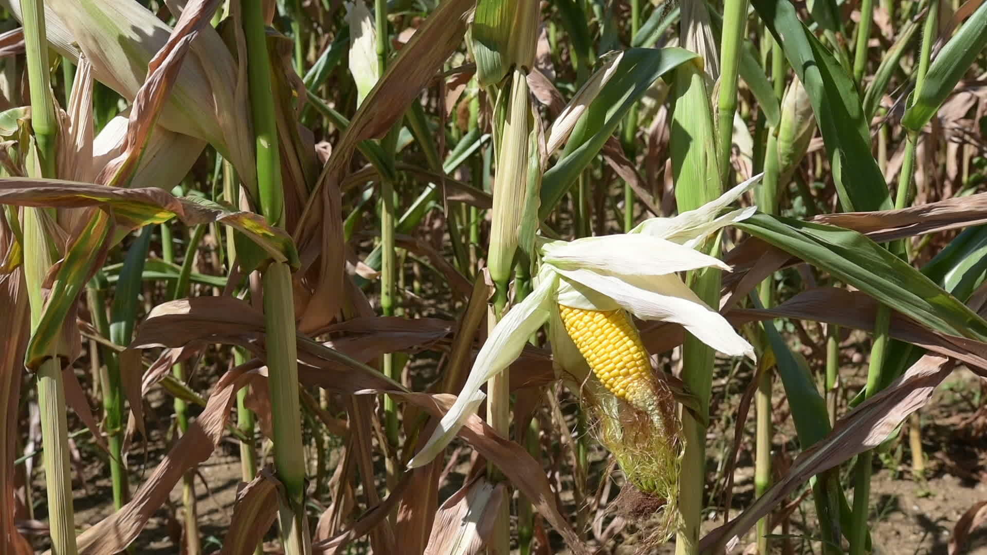 玉米字段视频的预览图