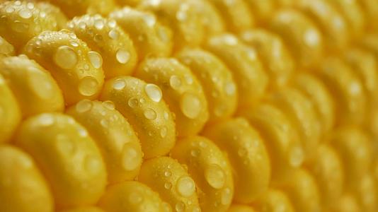 玉米上的小麦的新鲜玉米视频的预览图