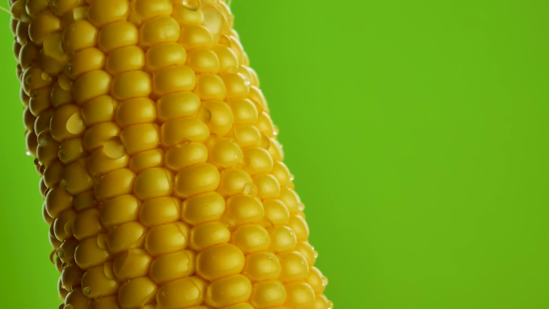黄黄鲜玉米成熟谷视频的预览图