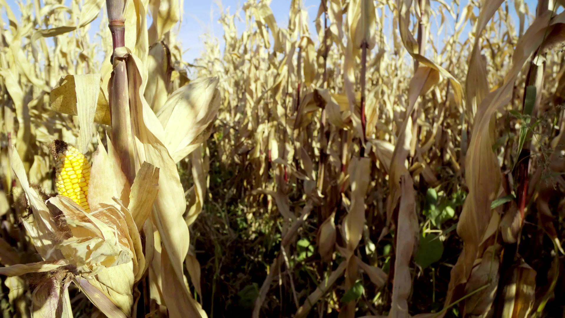 在玉米田的树枝上田的树枝上采集玉米视频的预览图