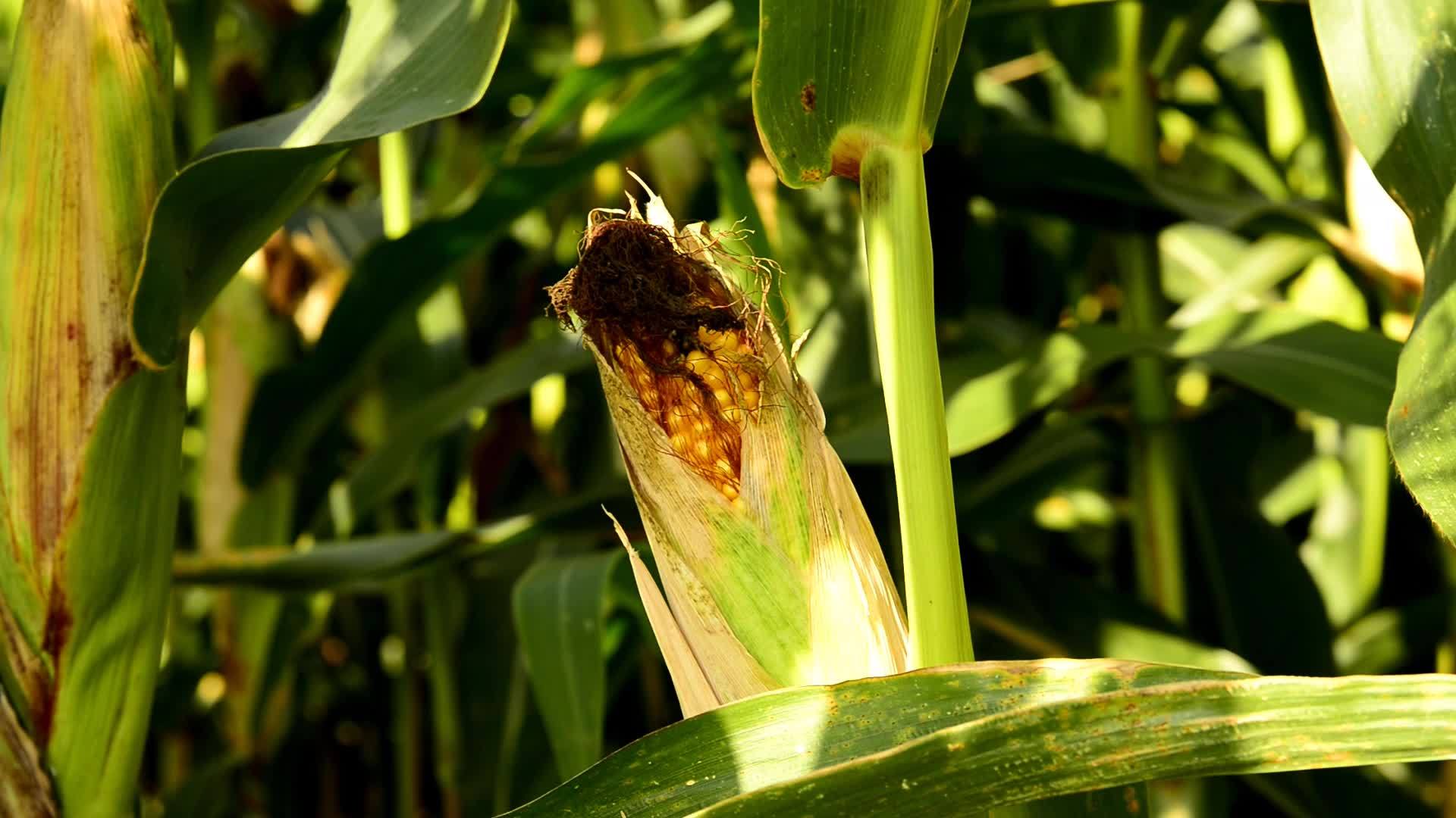 玉米角在德国视频的预览图