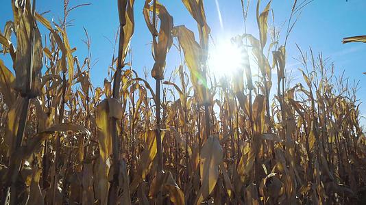 在蓝天和太阳的对面玉米农场使用照明弹射出的起重机视频的预览图