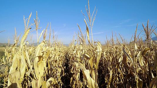 秋季农业季节旱地玉米田种植场蓝天背景Blue视频的预览图