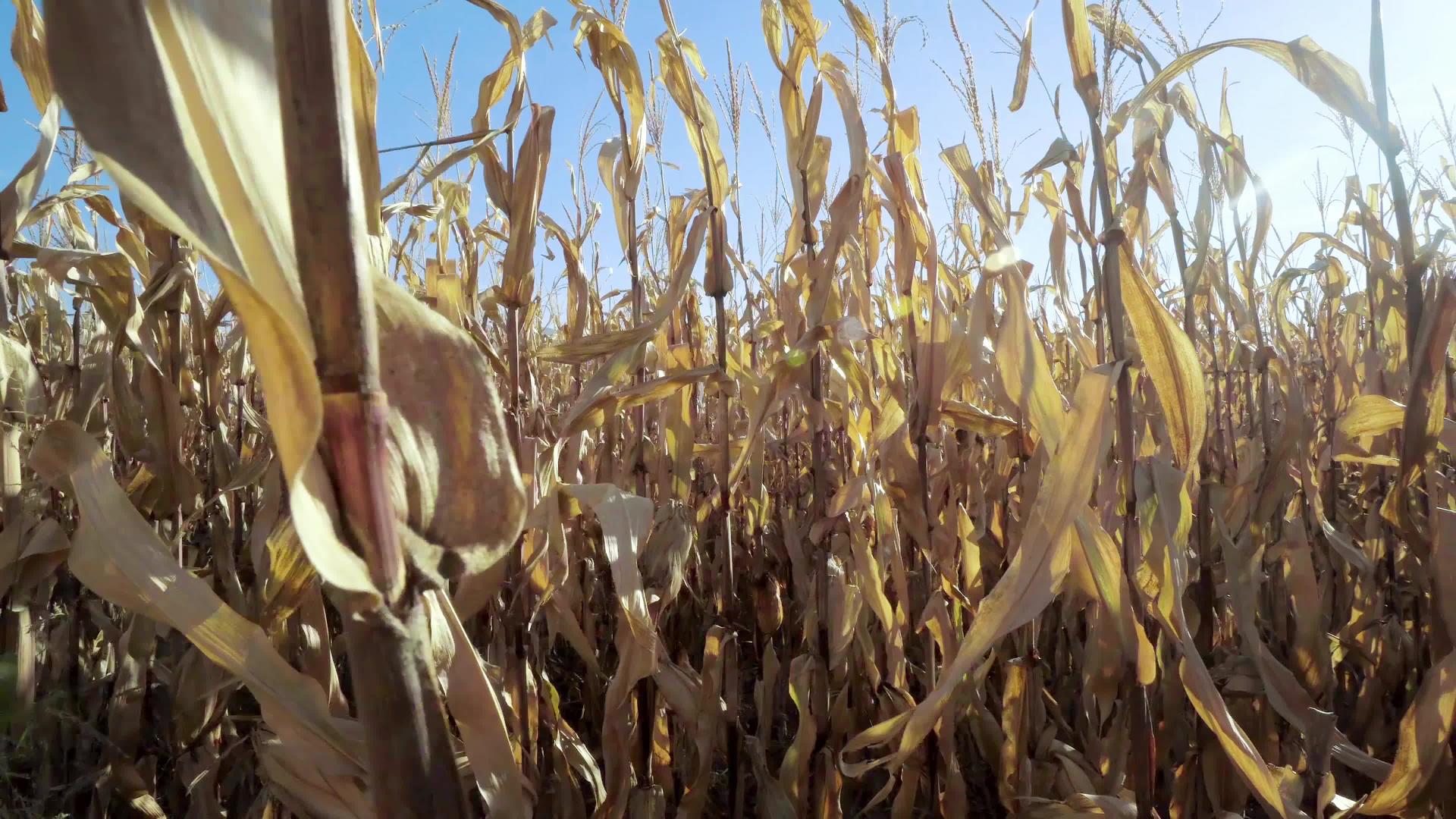 玉米迷宫或玉米迷宫是从玉米地里切出的第一个玉米迷宫视频的预览图