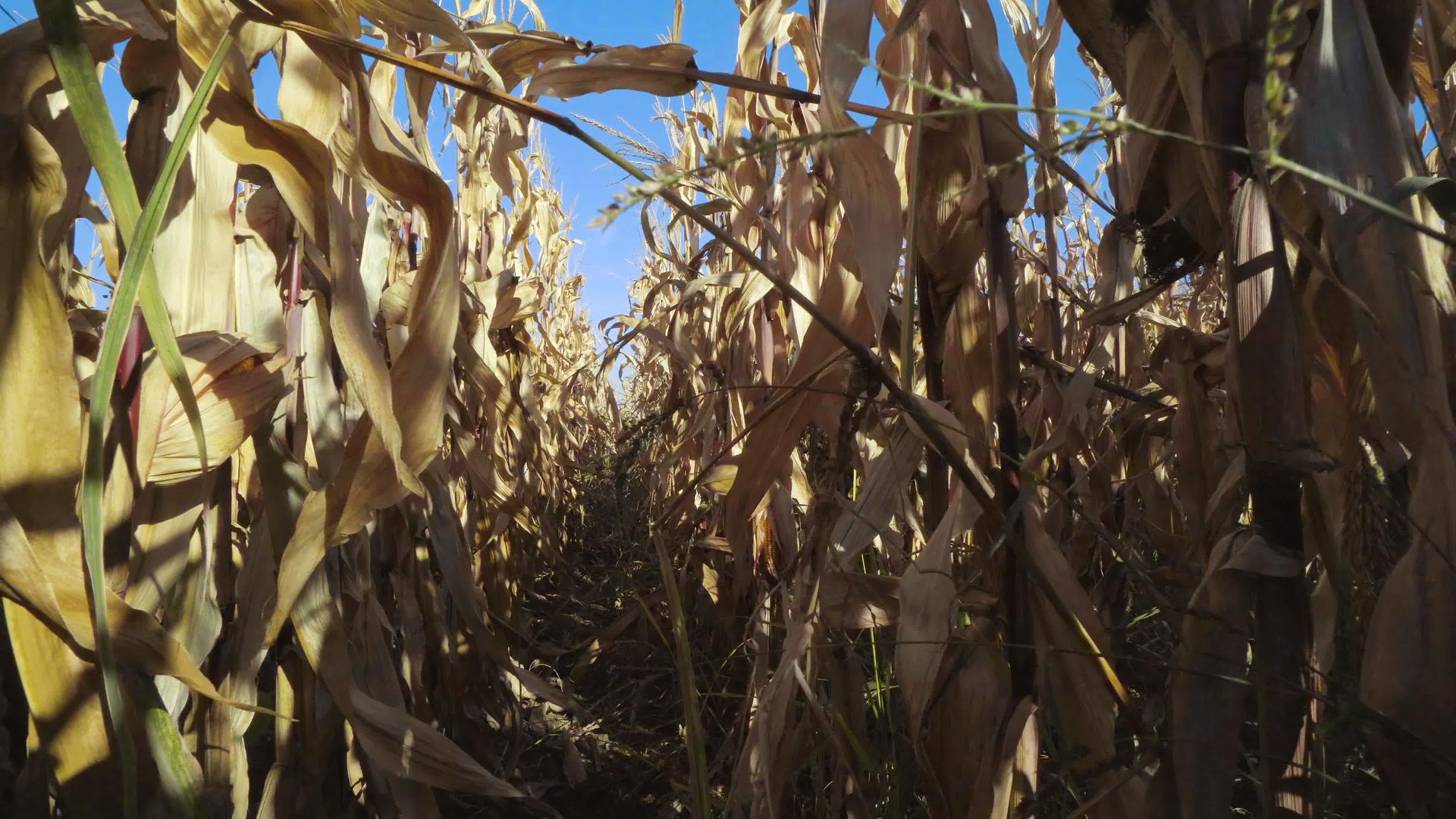 白天阳光明媚的玉米田视频的预览图