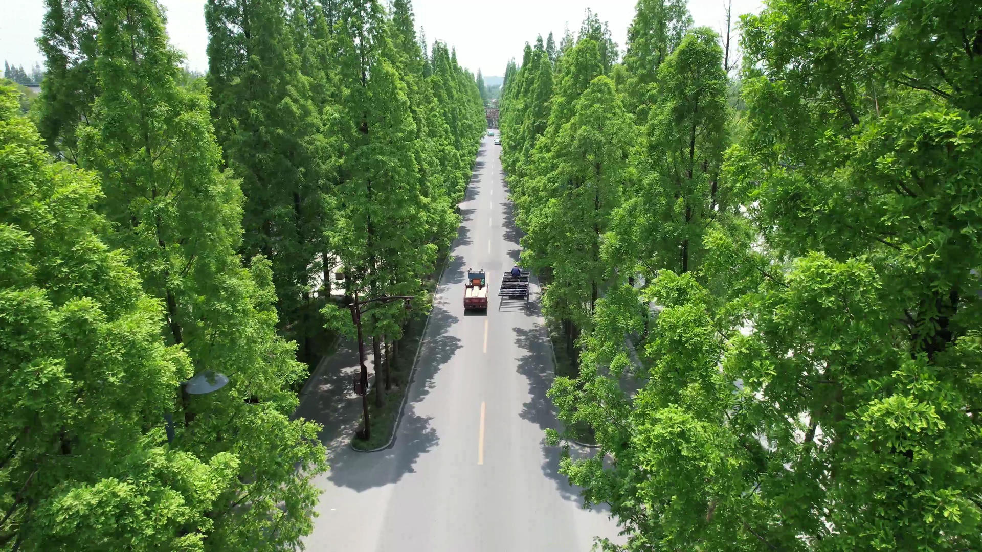 4K航拍水杉树林视频的预览图