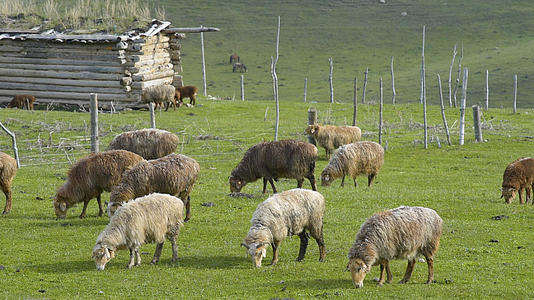 新疆天山牧场牲畜羊群视频的预览图