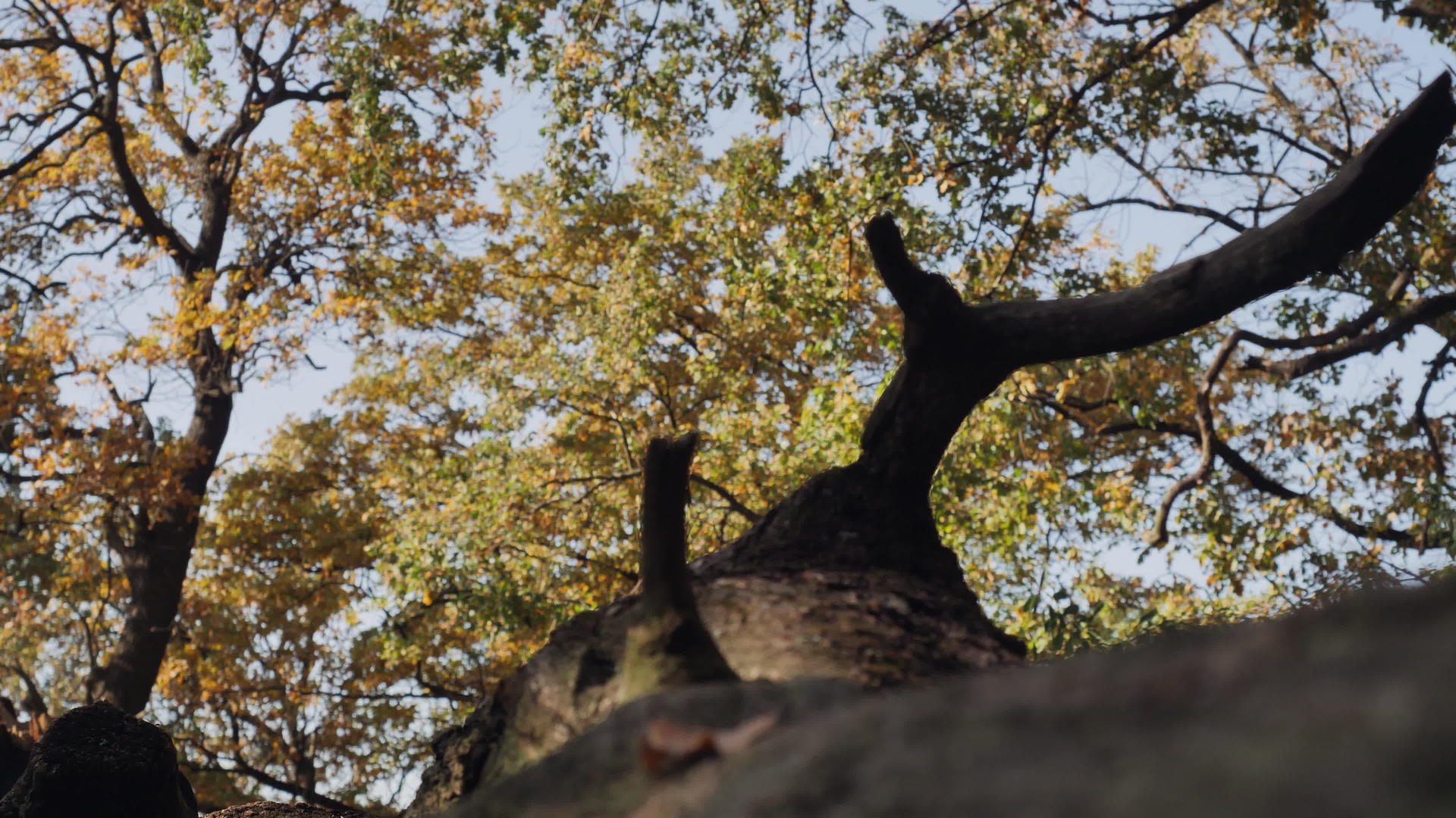 大树在阳光下的叶子视频的预览图