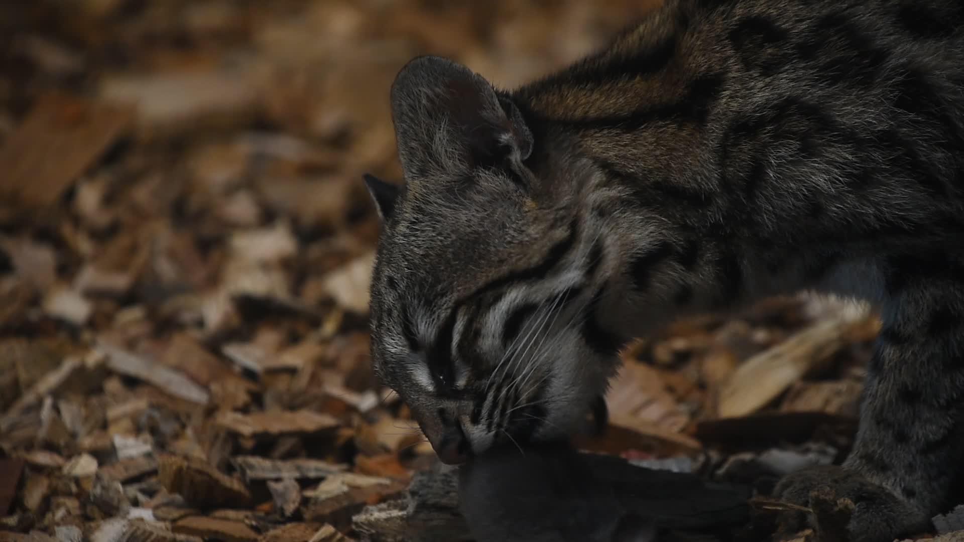 看海豹野猫吃老鼠视频的预览图