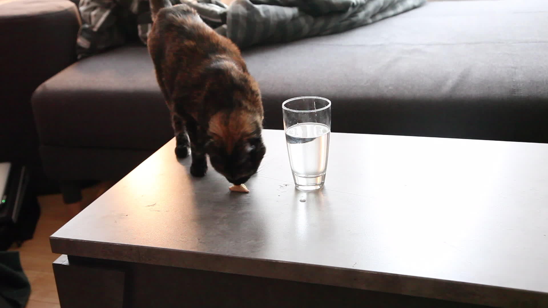 偷食物的猫视频的预览图