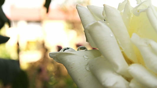 白玫瑰雨滴视频的预览图
