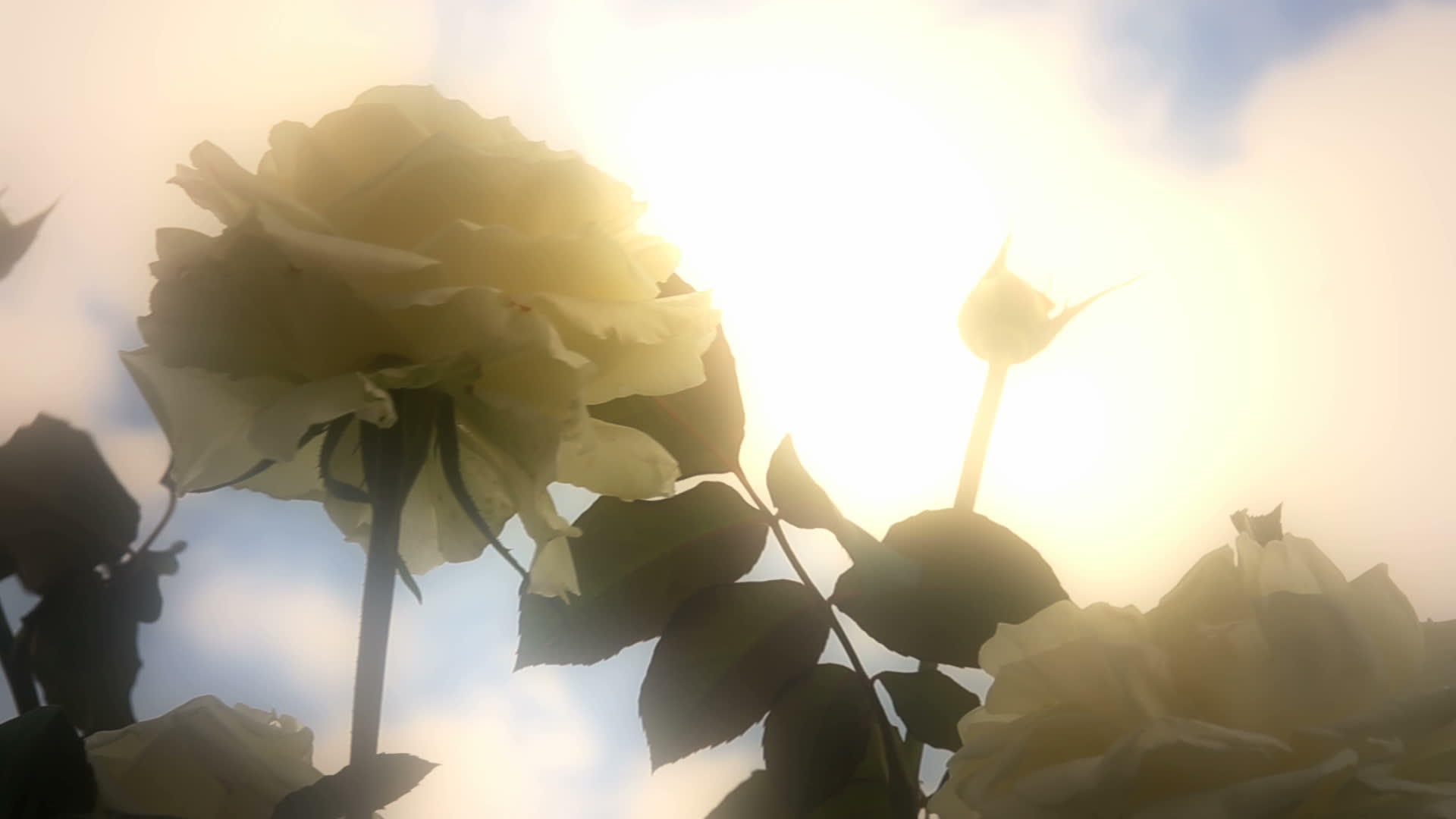 白玫瑰雨滴视频的预览图
