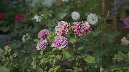玫瑰园里美丽的玫瑰视频的预览图